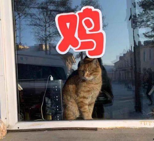 虎虎爱娱乐吃瓜,揭秘娱乐圈那些吃瓜背后的故事